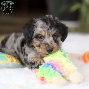 Jordan, Yorkie Poo Puppy